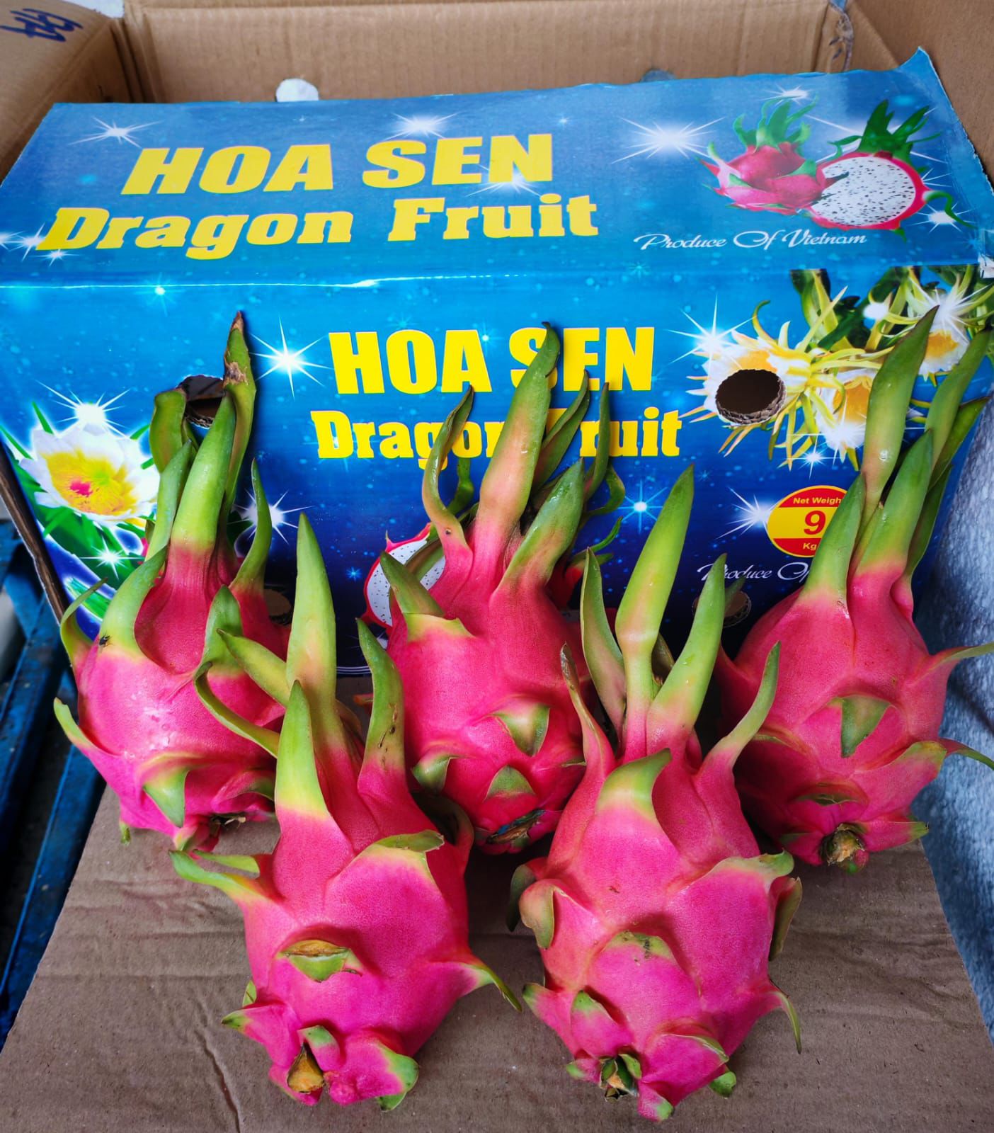 Dragon Fruit
